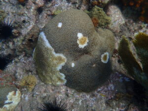 Assistant Secretary Cantor To Co-Chair US Coral Reef Task Force in the USVI