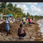 Belize to launch project to make biofuel from seaweed clogging Caribbean coasts