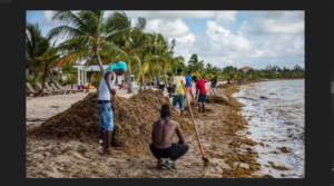 Belize to launch project to make biofuel from seaweed clogging Caribbean coasts