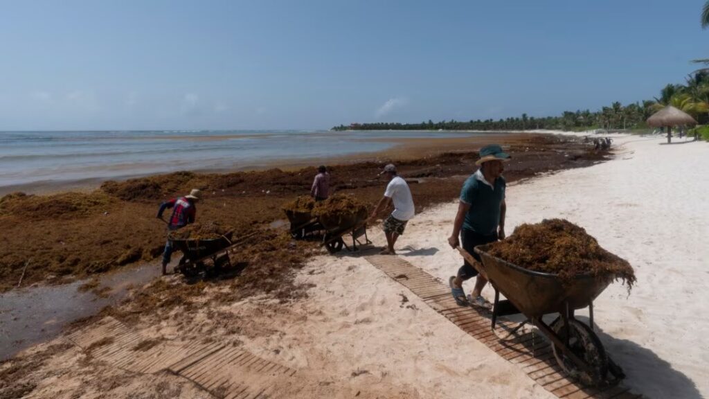 Belize to launch project to make biofuel from seaweed clogging Caribbean coasts