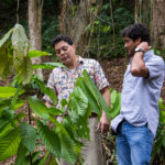 ‘Cadmium Talks’ webinar helps cacao farmers in Caribbean navigate new EU regulations