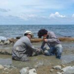 DNA remnants found in fossil of 6 million year old turtle