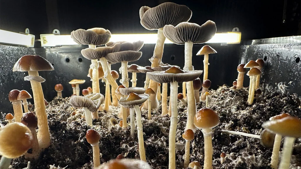 California Woman Pleads Guilty To Smuggling Marijuana and Magic Mushrooms