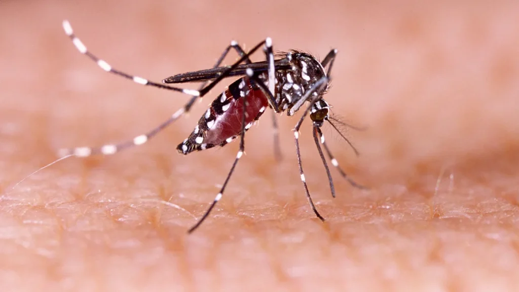 Millions infected with dengue this year in new record as hotter temperatures cause virus to flare