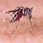 Millions infected with dengue this year in new record as hotter temperatures cause virus to flare
