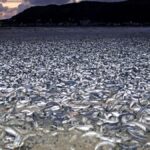 Thousands of tons of dead sardines wash ashore in northern Japan