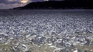 Thousands of tons of dead sardines wash ashore in northern Japan