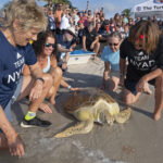 Diana Nyad marks anniversary of epic Cuba-Florida swim, freeing rehabilitated sea turtle in the Keys