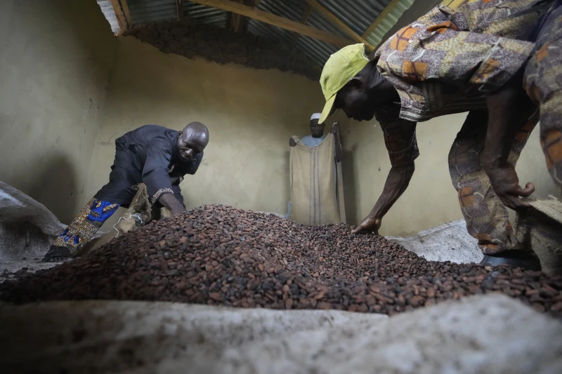 Cocoa grown illegally in a Nigerian rainforest heads to companies that supply major chocolate makers