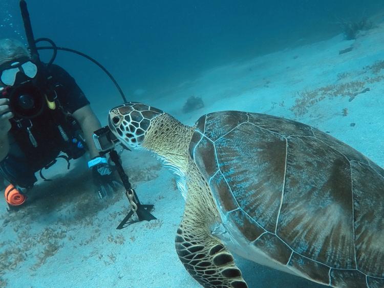 Adventure In The Seas - The Turtle Diaries