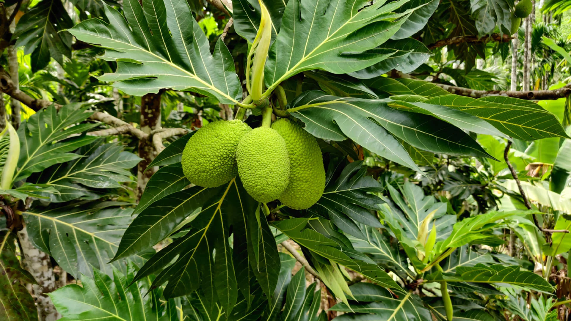 Scientists think this weird-looking, odd-smelling fruit holds the key to fighting world hunger as temperatures rise