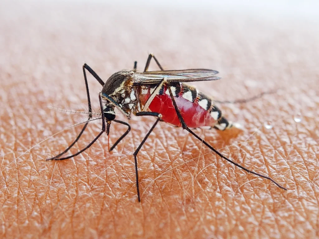 Companies announce partnership to release dengue-fighting mosquitoes in the Caribbean