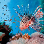 Interior gives $4 million to the USVI to counter invasive species