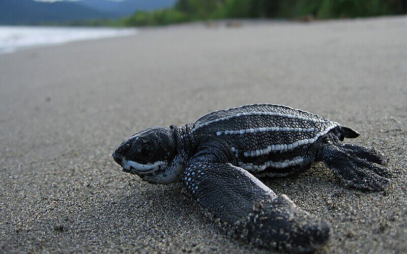 Petition seeks protection for leatherback sea turtle habitat in Puerto Rico