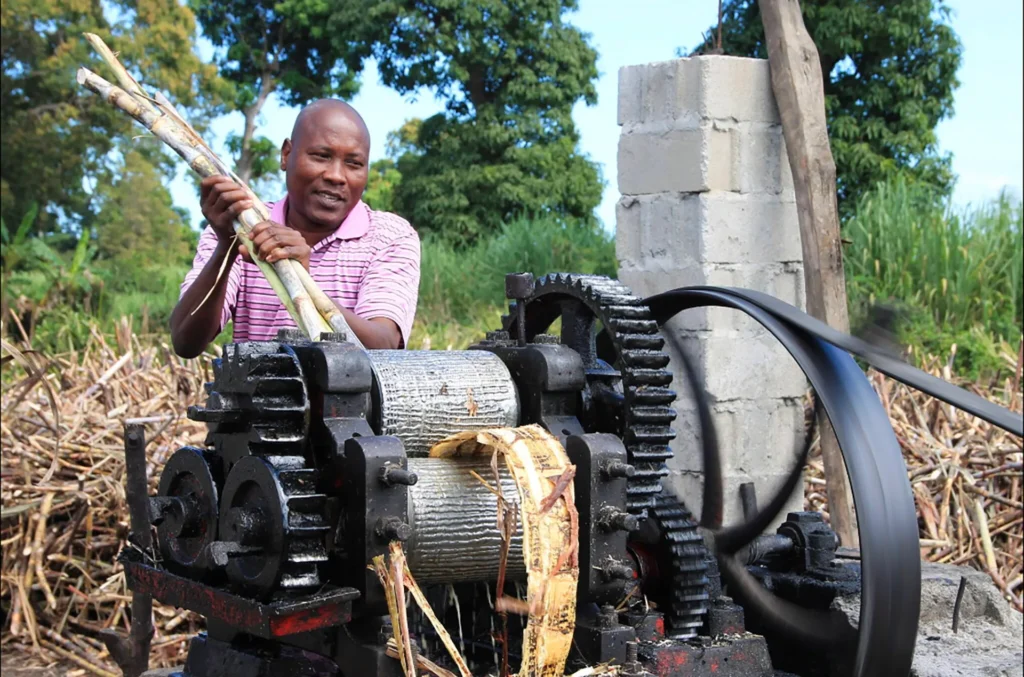 Haiti’s rum industry takes a hit as gangs torch sugarcane fields