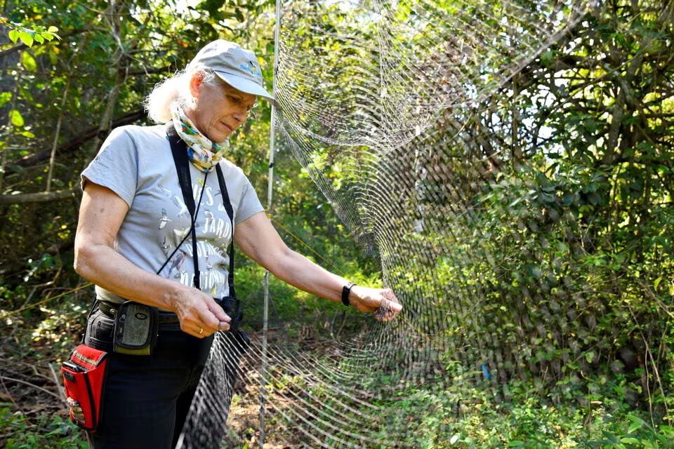 No visa required: Cuban biologists unravel mysteries of bird migration