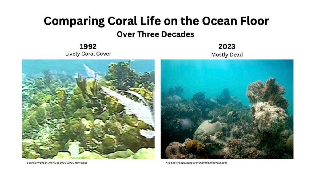 Big blow to Florida reef recovery: First survey after record heat finds coral graveyards