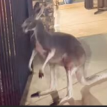 Sheriff’s deputies corral wayward kangaroo near pool at Florida apartment complex