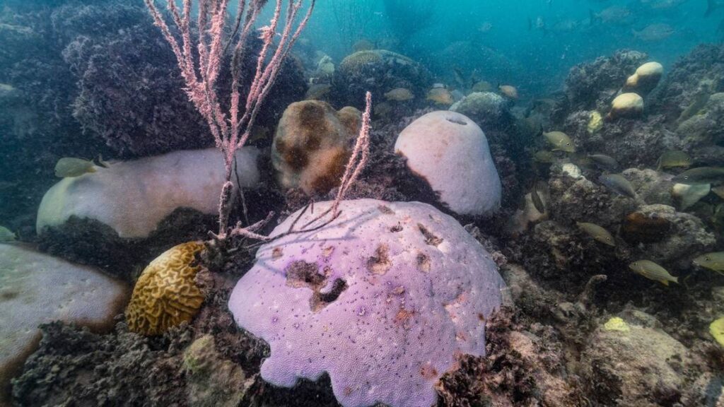 Big blow to Florida reef recovery: First survey after record heat finds coral graveyards