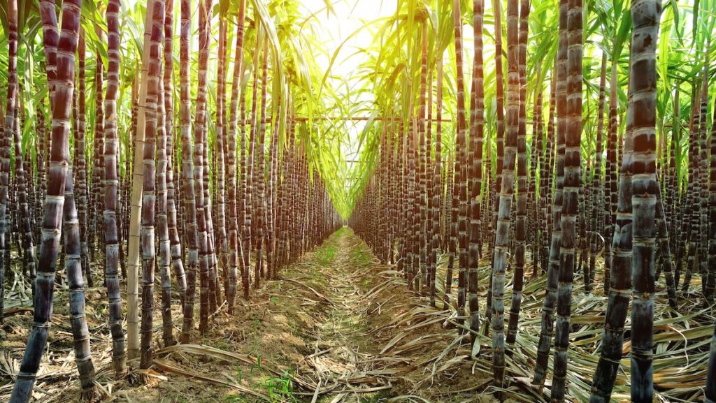 Haiti’s rum industry takes a hit as gangs torch sugarcane fields