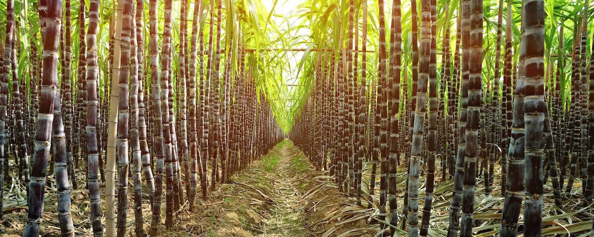 Haiti’s rum industry takes a hit as gangs torch sugarcane fields