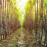Haiti’s rum industry takes a hit as gangs torch sugarcane fields