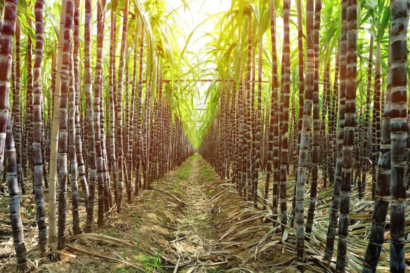 Haiti’s rum industry takes a hit as gangs torch sugarcane fields