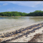 Tobago oil spill reaches Bonaire, threatening mangrove and coral ecosystems