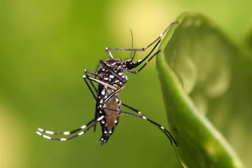 Health advises public to protect against dengue, remain vigilant