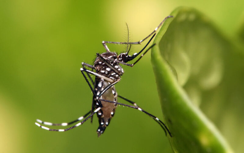 Health advises public to protect against dengue, remain vigilant