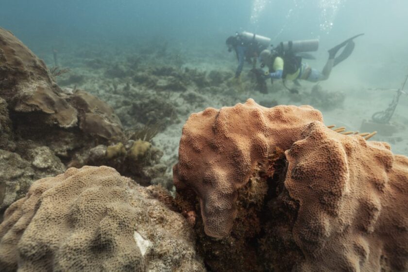 Degraded reefs can respond to 'healthy reef sounds,' new study finds