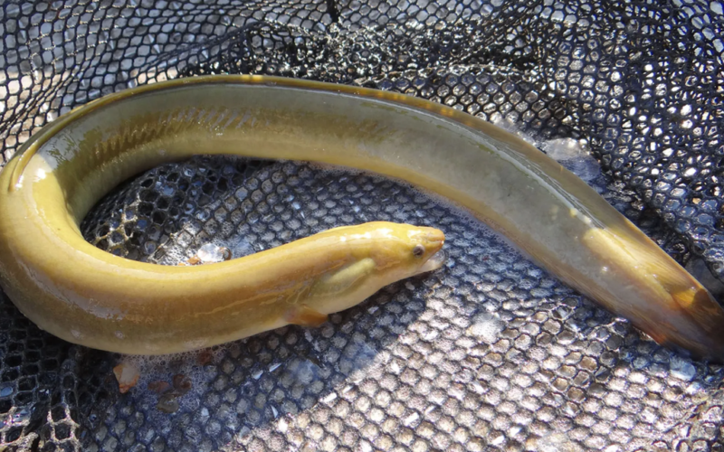 Boaters caught trying to smuggle over 110,000 live eels out of Puerto Rico, feds say