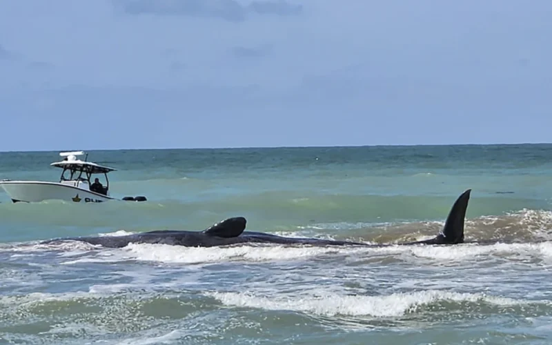 70-foot sperm whale beached off Florida’s Gulf Coast