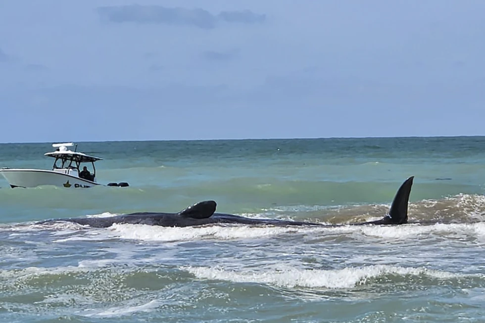 70-foot sperm whale beached off Florida’s Gulf Coast