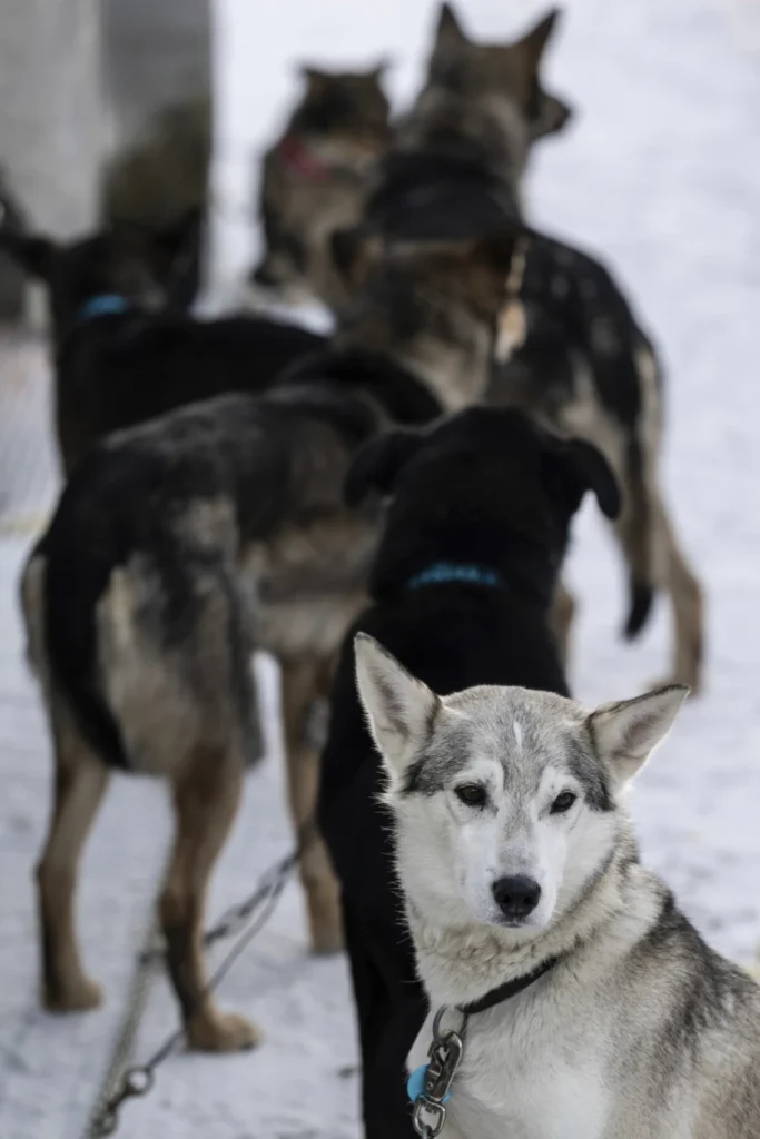 Dog deaths revive calls for end to Iditarod, the endurance race with deep roots in Alaska tradition