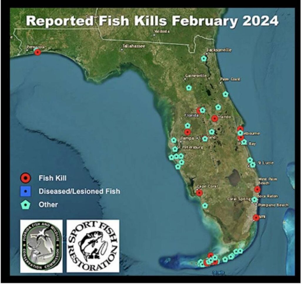 A very rare fish is dying in the Florida Keys. Scientists are struggling to find out why
