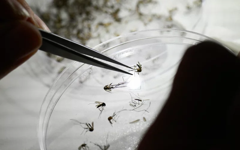 Here's what to know about dengue, as Puerto Rico declares a public health emergency