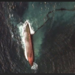 Trinidad government hires two firms to recover sunken oil barge