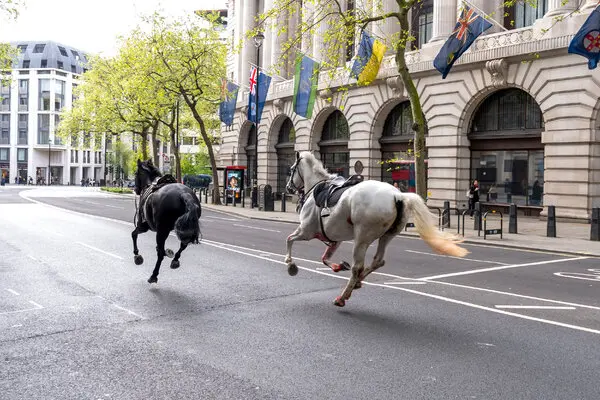 Military horses run loose in London, injuring 4 people and causing havoc