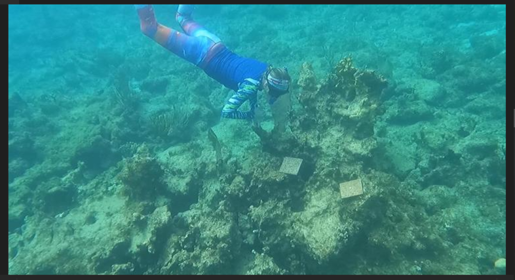 Microbes key to coral reef health, new research indicates