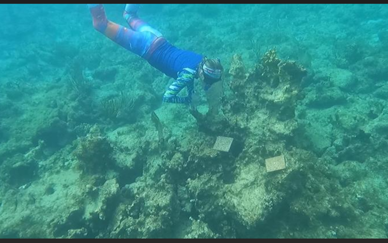 Microbes key to coral reef health, new research indicates – Virgin ...