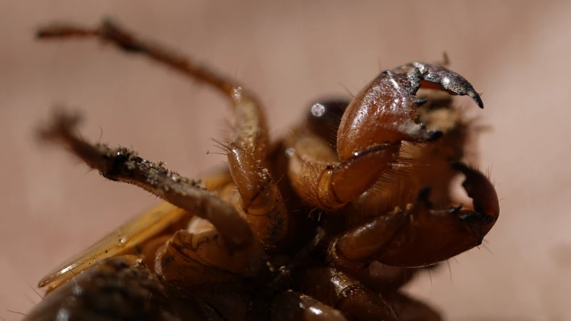 Cicadas are nature’s weirdos. They pee stronger than us and an STD can turn them into zombies
