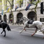 Military horses run loose in London, injuring 4 people and causing havoc