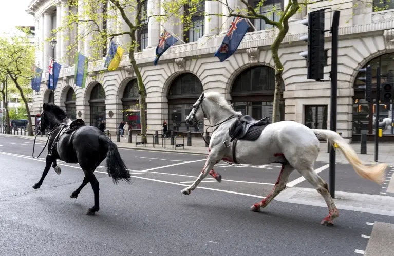 Military horses run loose in London, injuring 4 people and causing havoc