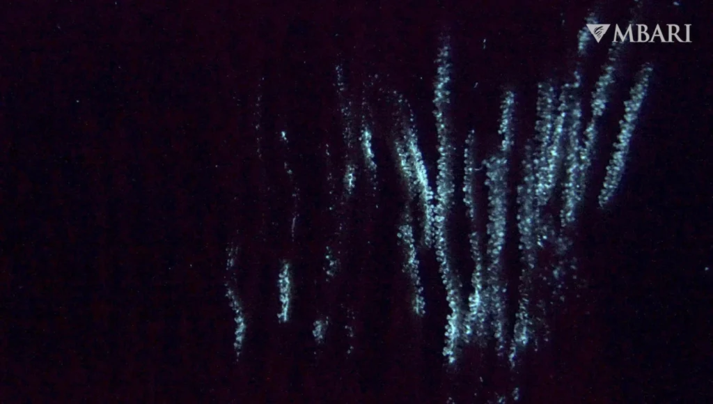 The first glow-in-the-dark animals may have been ancient corals deep in the ocean