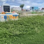 Public Works draws complaints after failing to cut the grass at Kingshill Cemetery