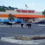 Cops sifting for clues to break-in at Home Depot