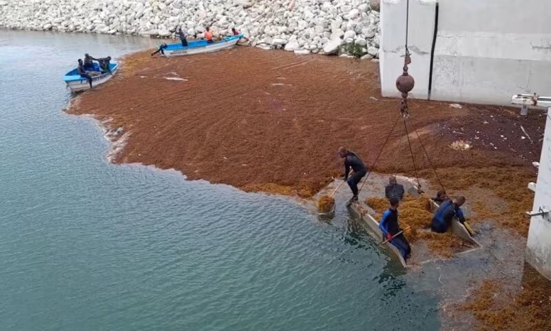 Toxic gas, livelihoods under threat and power outages: how a seaweed causes chaos in Caribbean