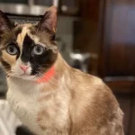 Utah cat with a fondness for cardboard takes surprise trip to California in an Amazon box