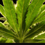 Biden administration plans to reclassify marijuana, easing restrictions nationwide
